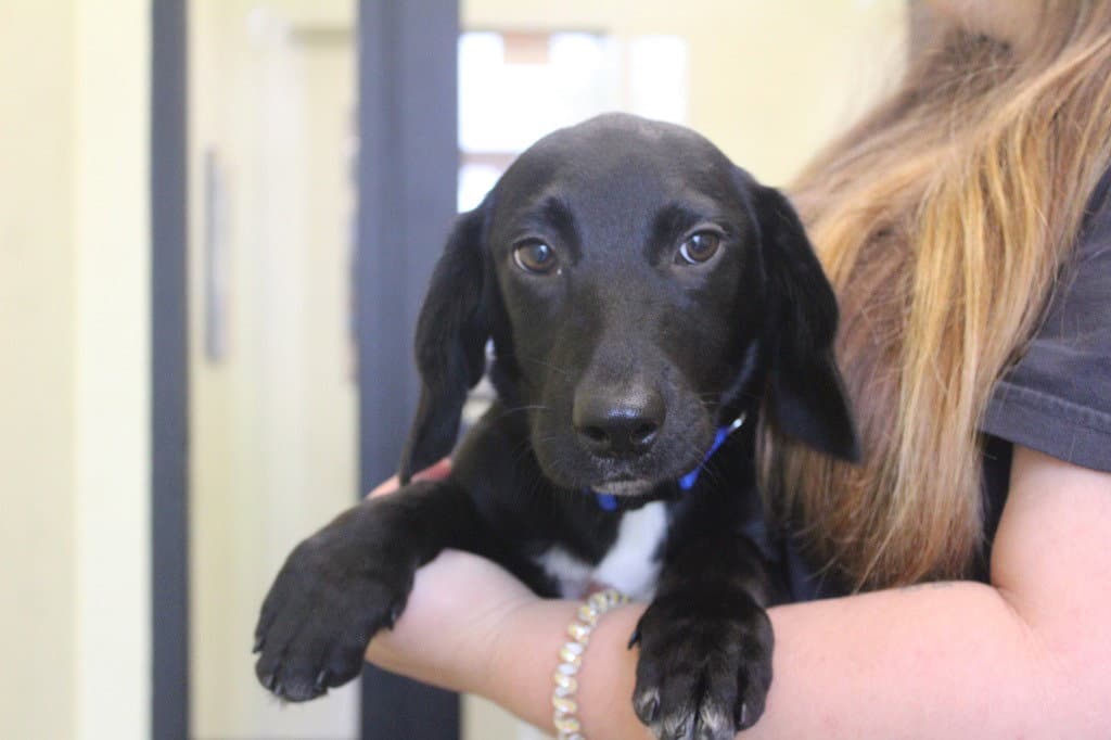 Ink - Labrador Retriever