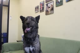 Emmie image 4