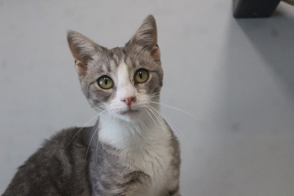 Soprano - Domestic Short Hair