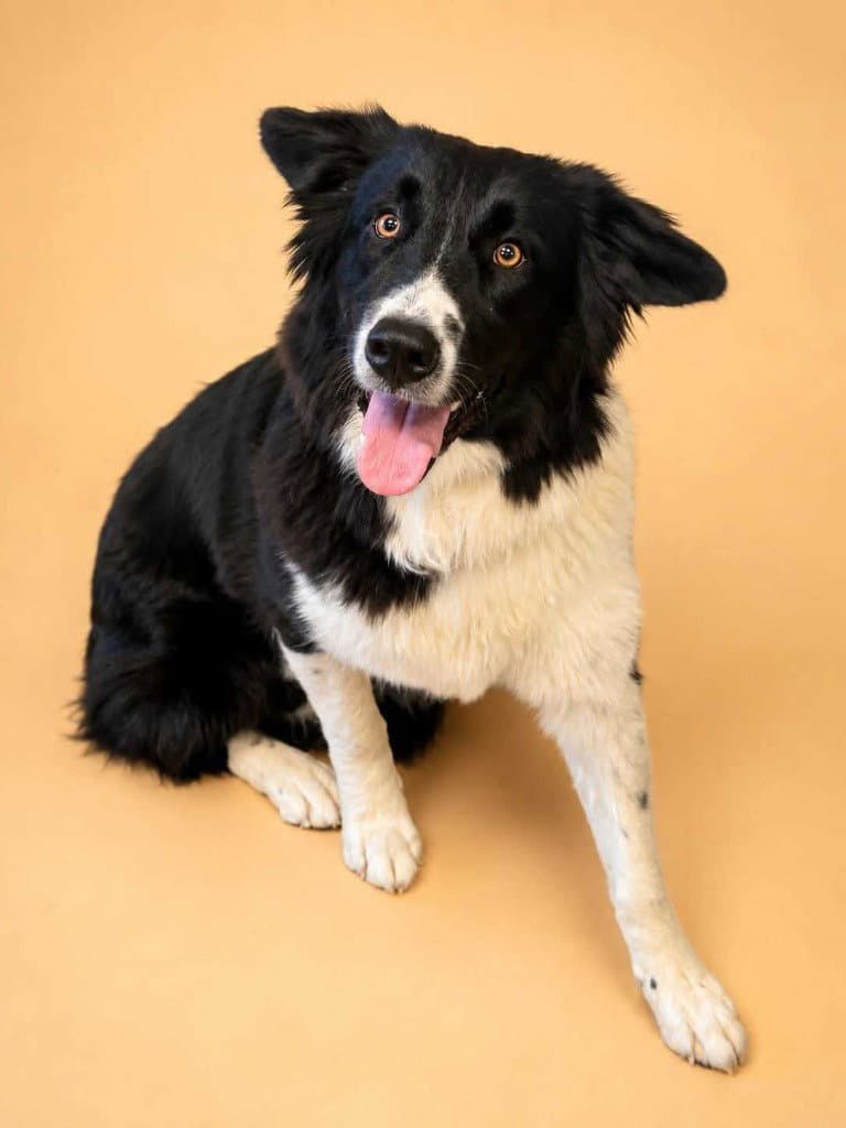 Mia - Border Collie
