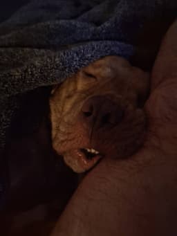 Bruce image 2