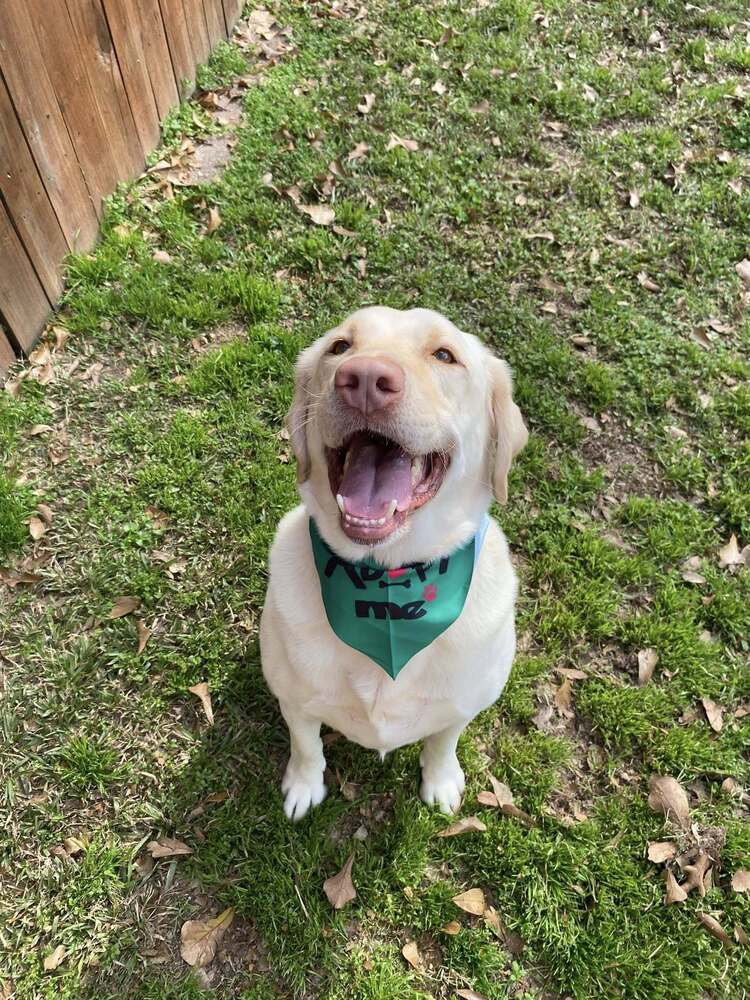 Wilson - Labrador Retriever