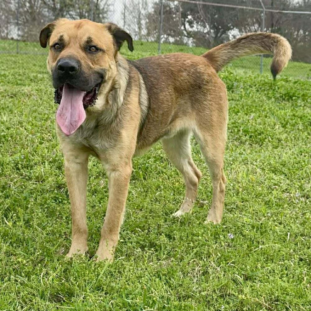 Shane - Terrier