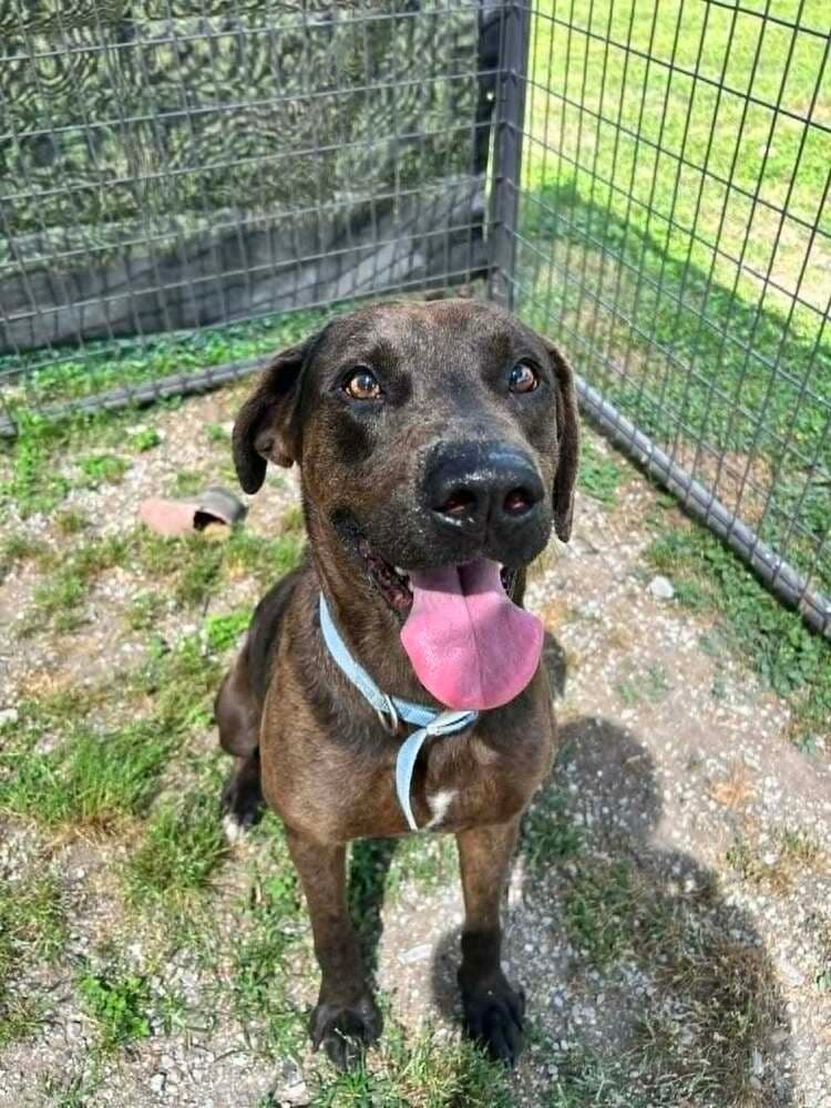 Dozier - Terrier