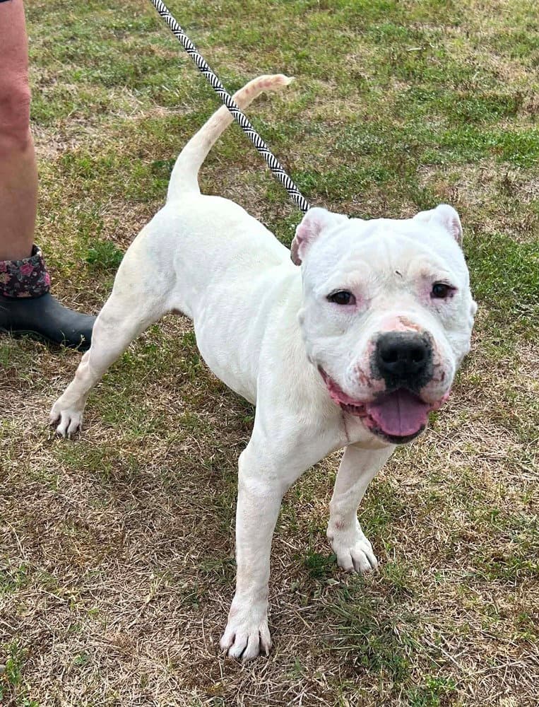 Colt - Terrier
