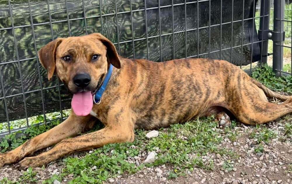 Sarge - Terrier