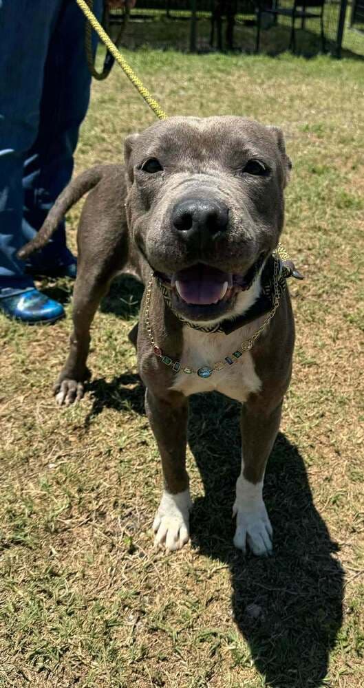 Tayla - Terrier