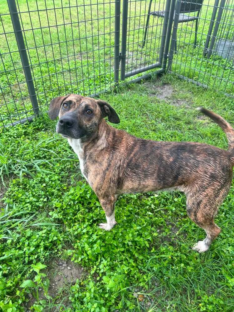 Ruby - Terrier