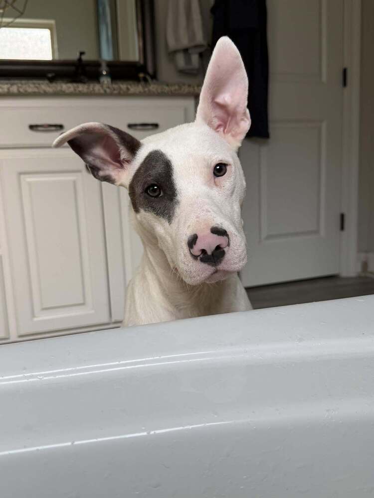 Abe - Terrier