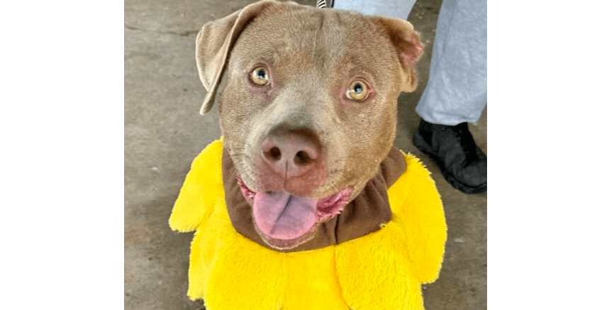 Grady - Terrier