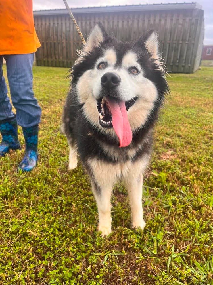 Cheyenne - Alaskan Malamute