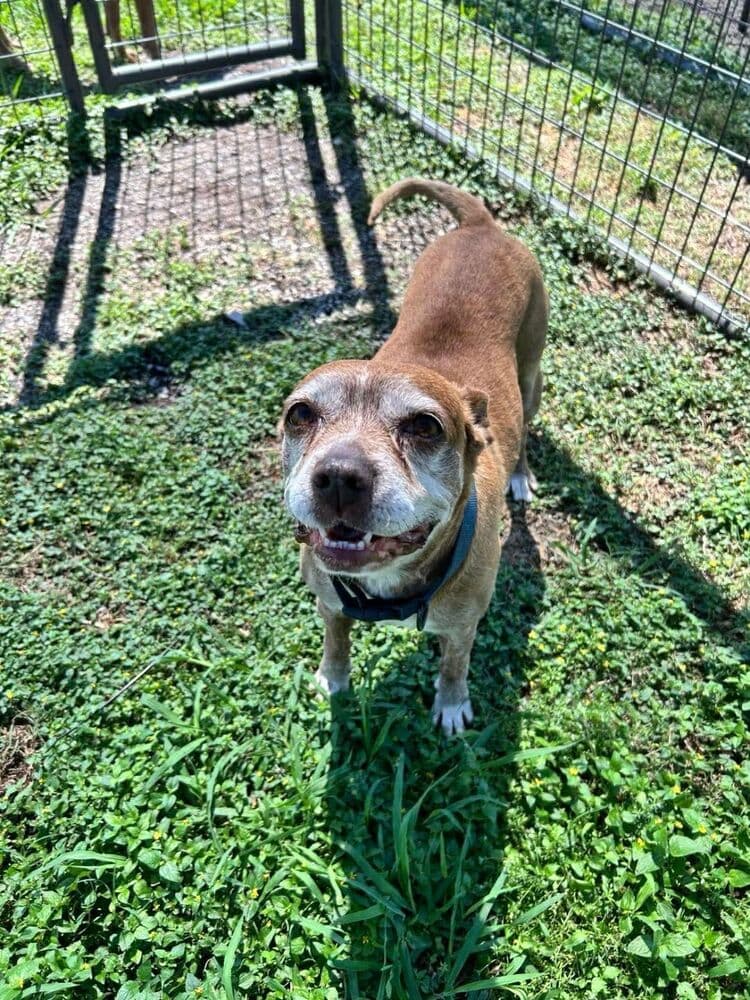 Abby - Terrier