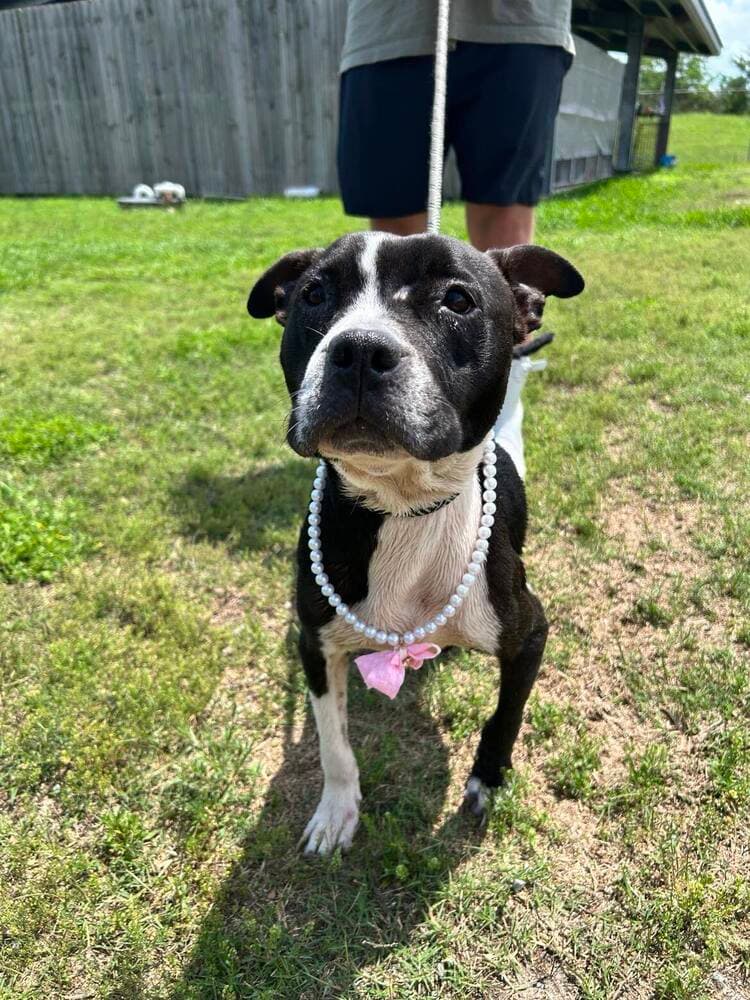 Maylee - Terrier