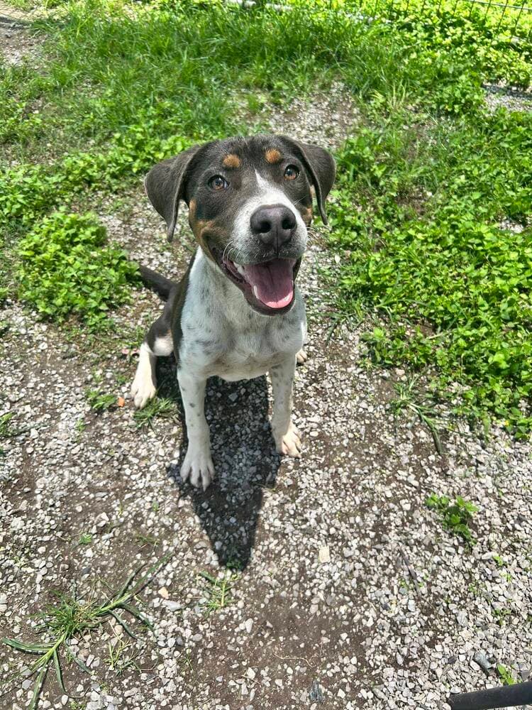 Ollie - Terrier
