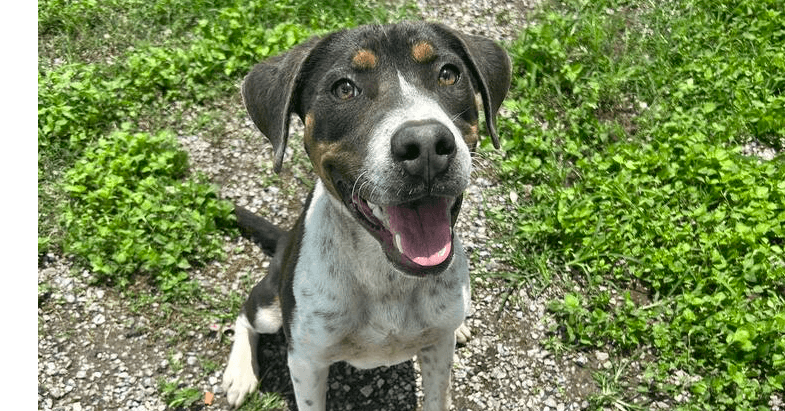 Ollie - Terrier