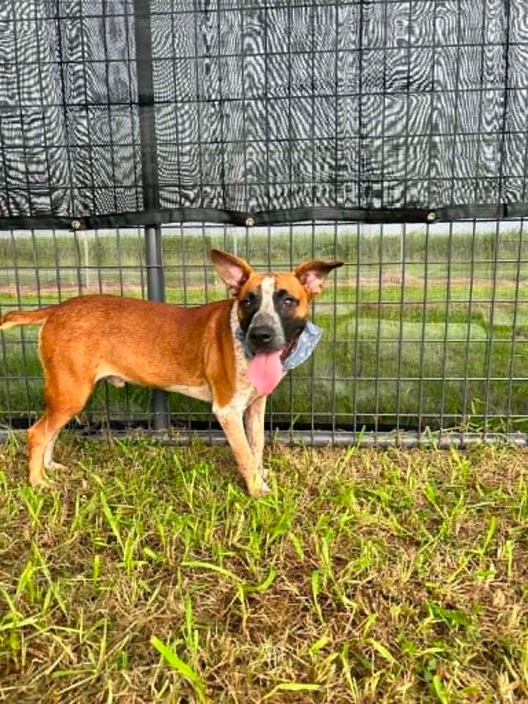 Spike - Terrier