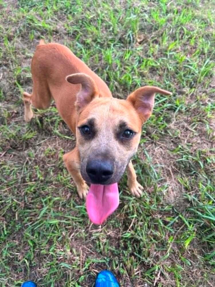Simon - Terrier