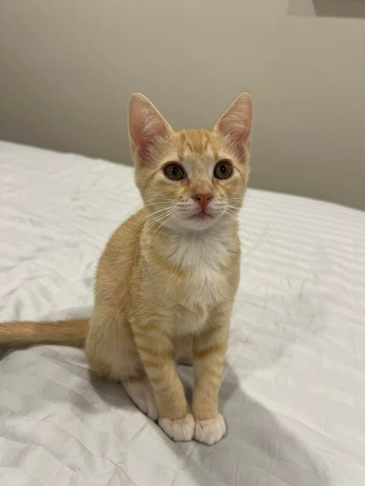 Raven - Domestic Short Hair