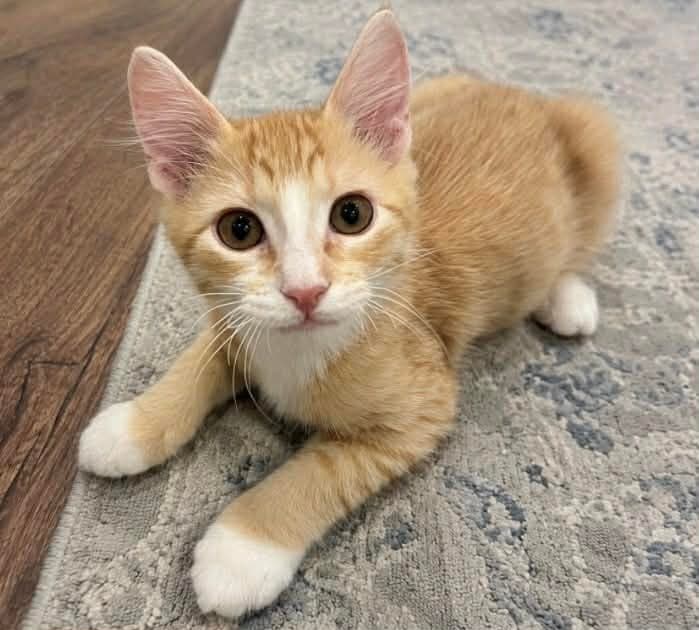 Rollie - Domestic Short Hair
