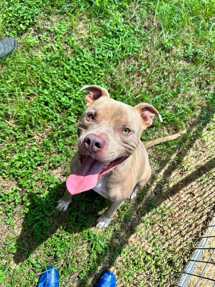 Zeus - Terrier