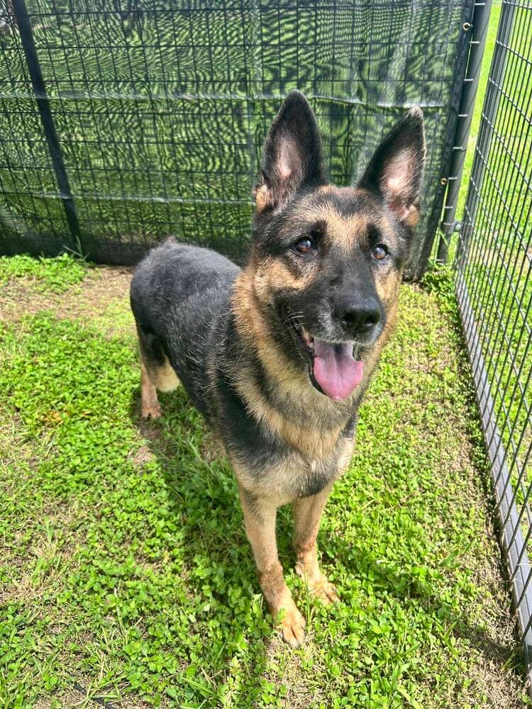 Rexy - German Shepherd Dog