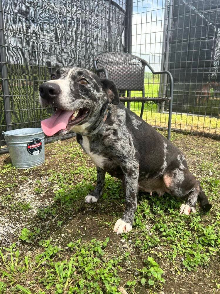 Lucy Girl - Catahoula Leopard Dog