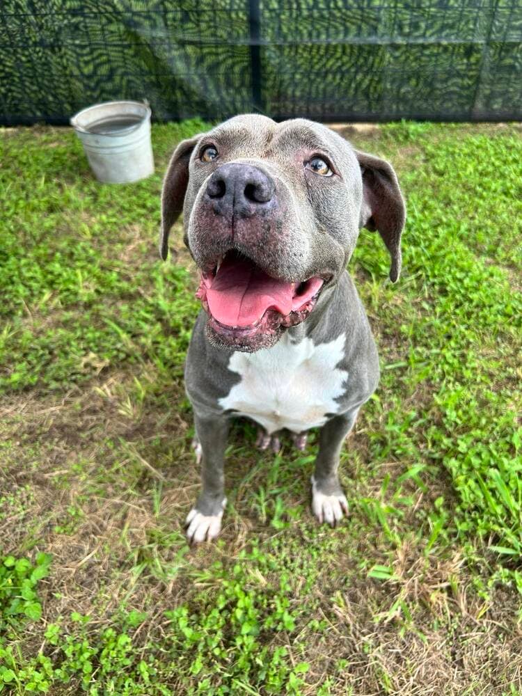 Jayden - Terrier
