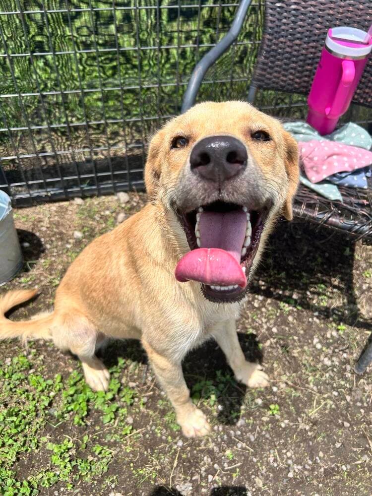 Teddy - Labrador Retriever