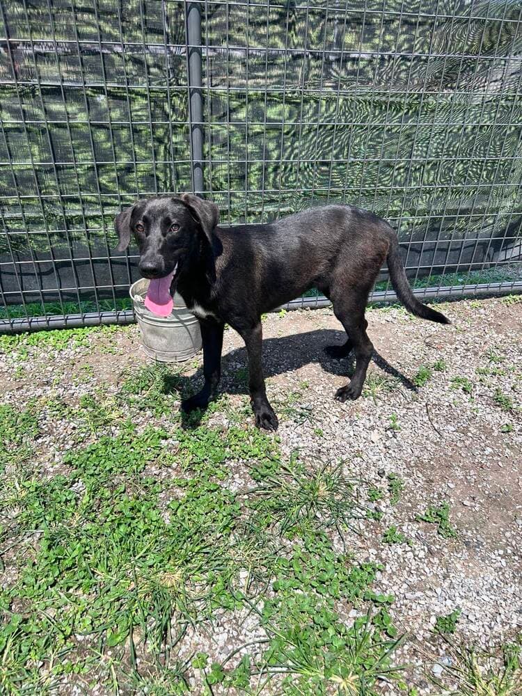Rubel - Labrador Retriever