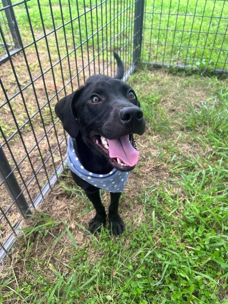 Philly - Labrador Retriever