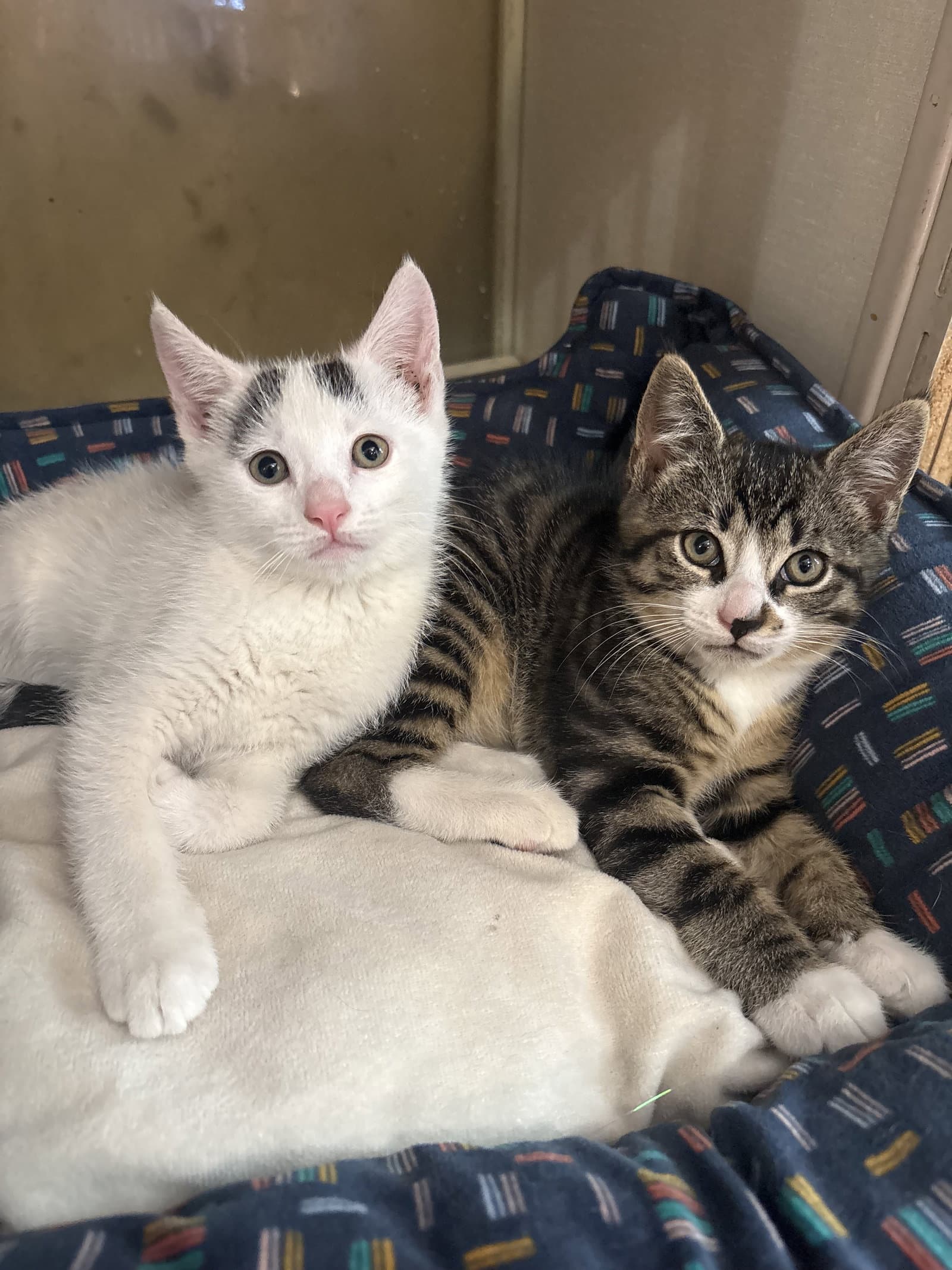 Will - Domestic Short Hair