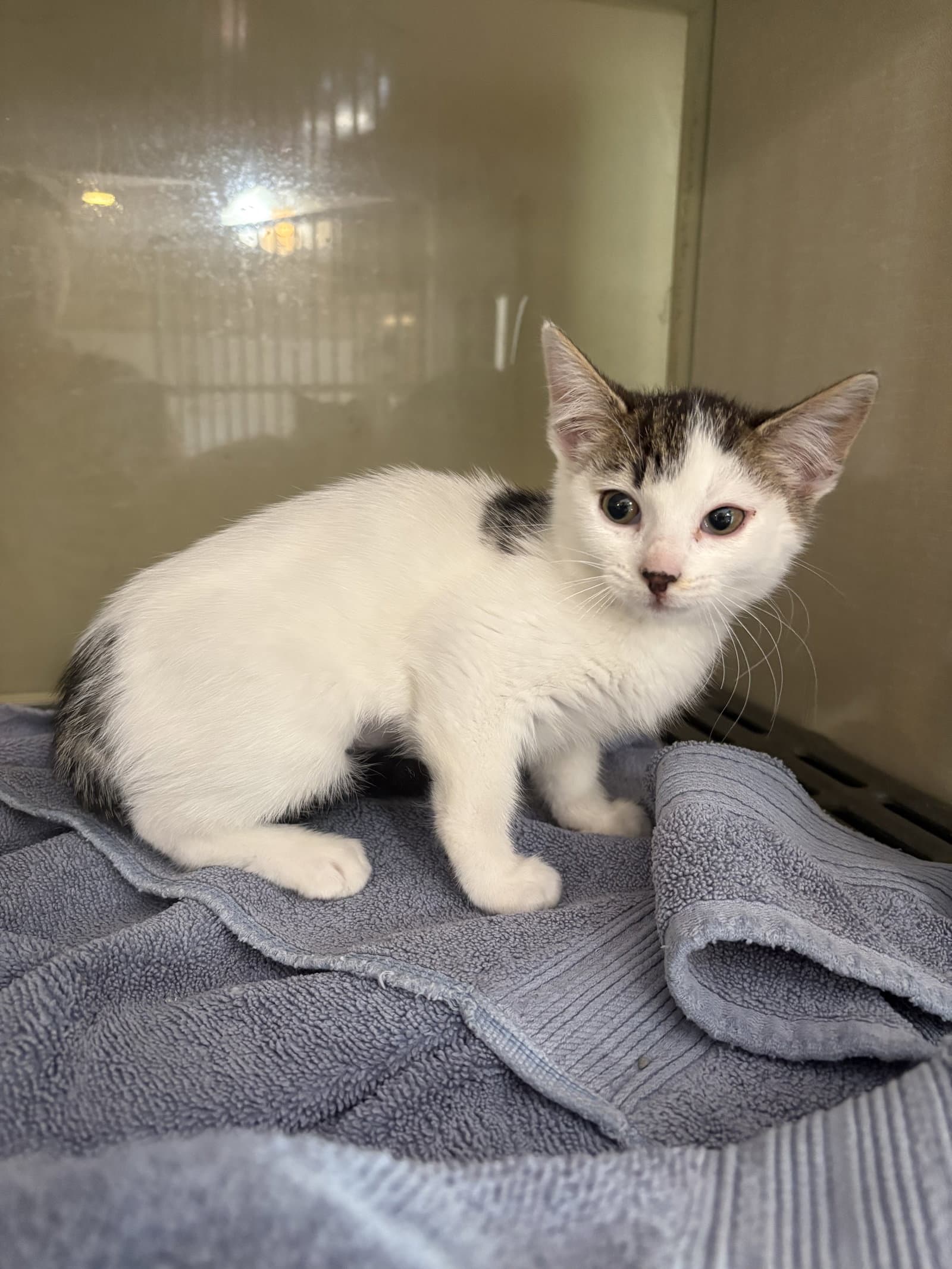 Pepper - Domestic Short Hair