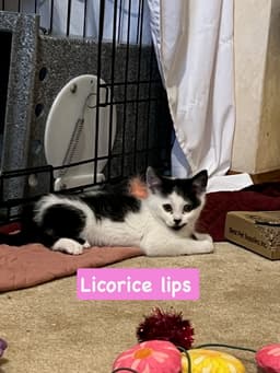 Licorice image 3