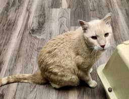 Finn-Fiv Positive image 1