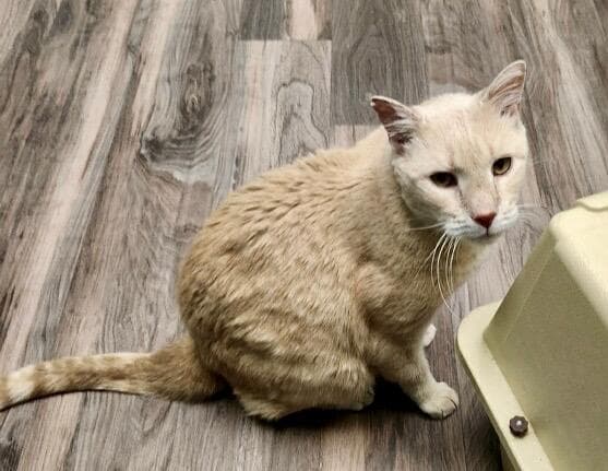 Finn-Fiv Positive - Domestic Short Hair