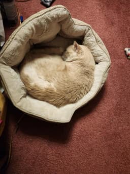 Finn-Fiv Positive image 2