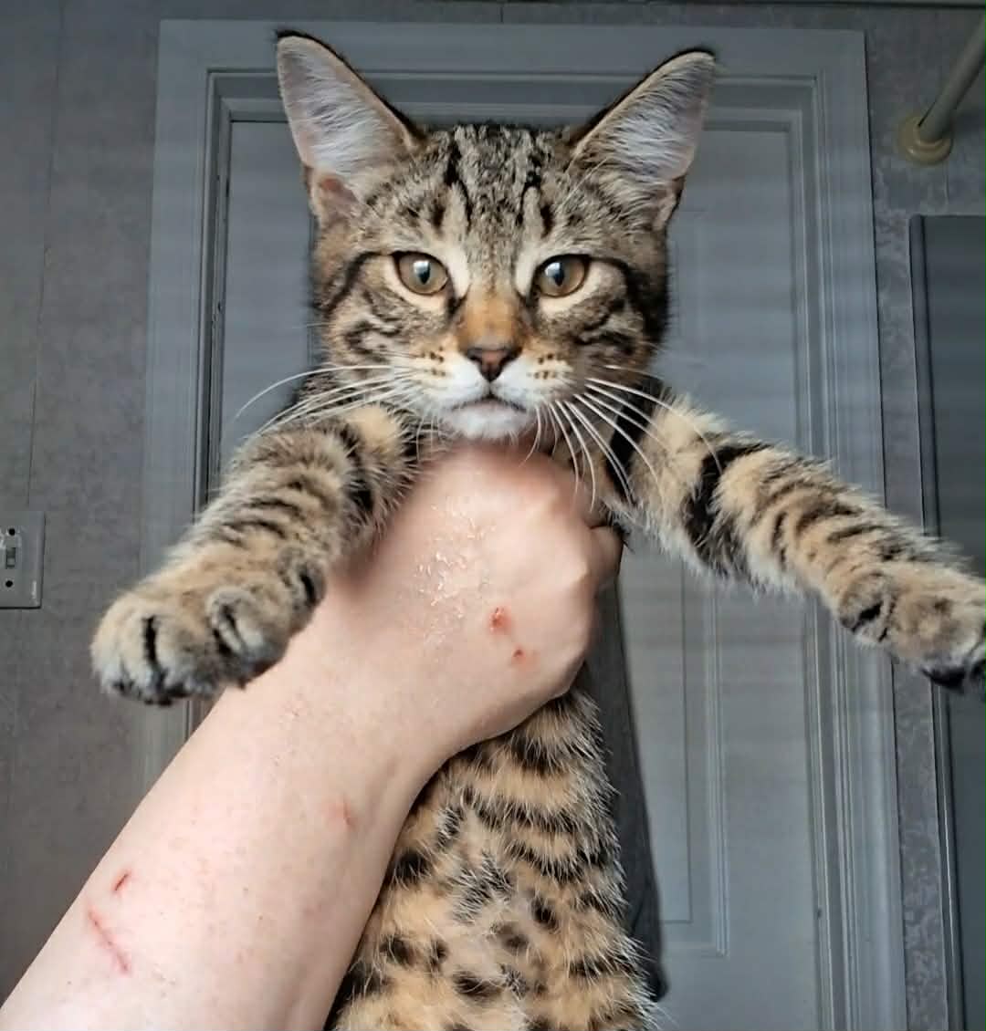 Woody - Domestic Short Hair