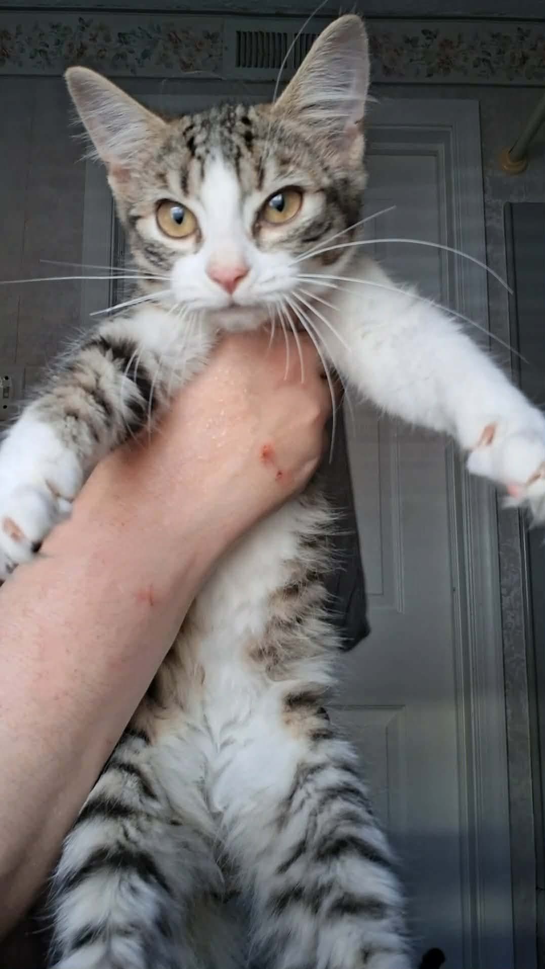 Oohlala - Domestic Short Hair