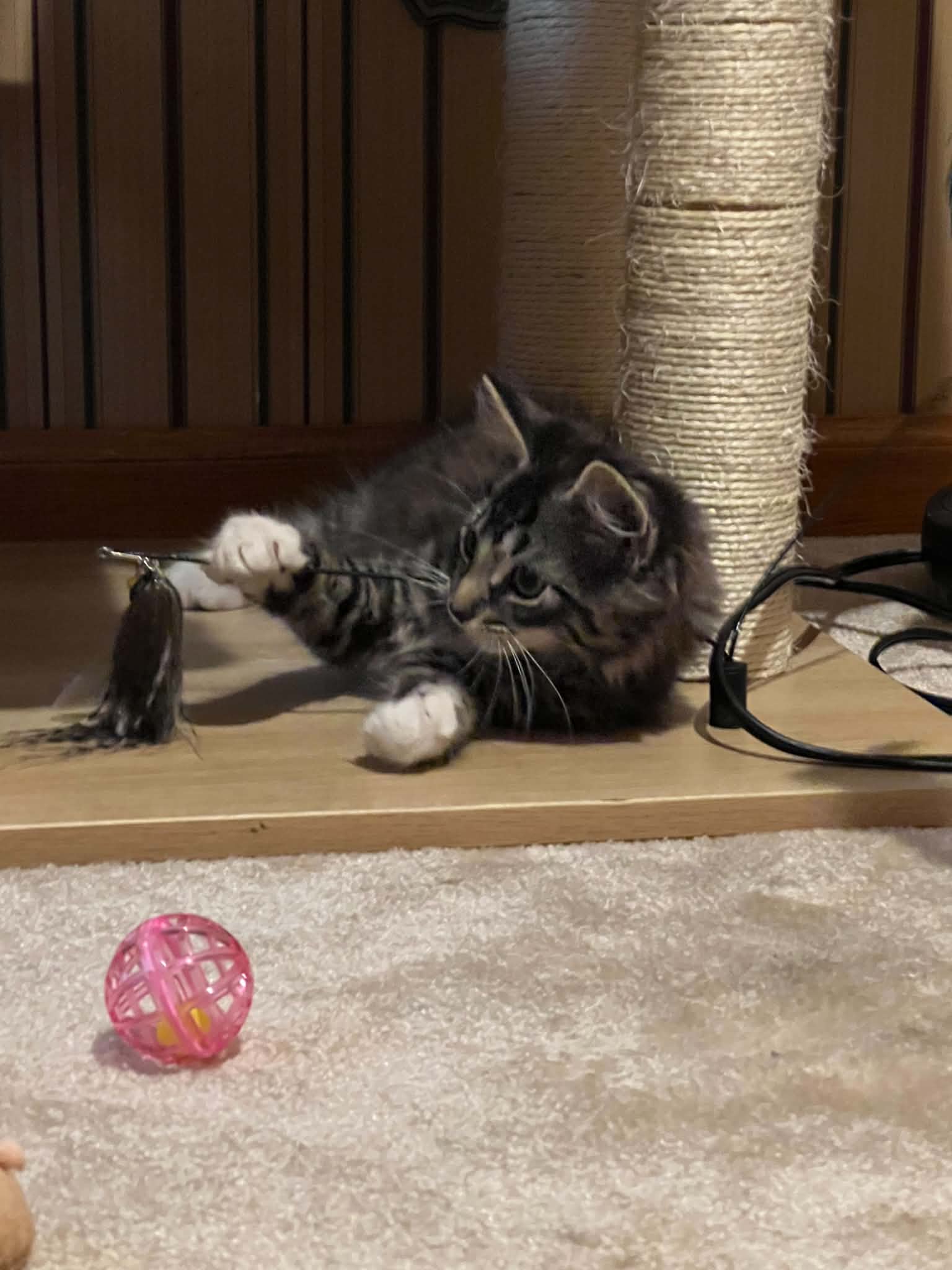 Spencer - Domestic Medium Hair