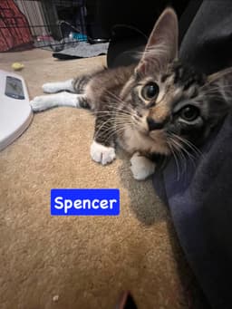 Spencer image 2