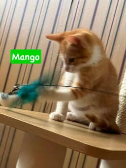 Mango image 1
