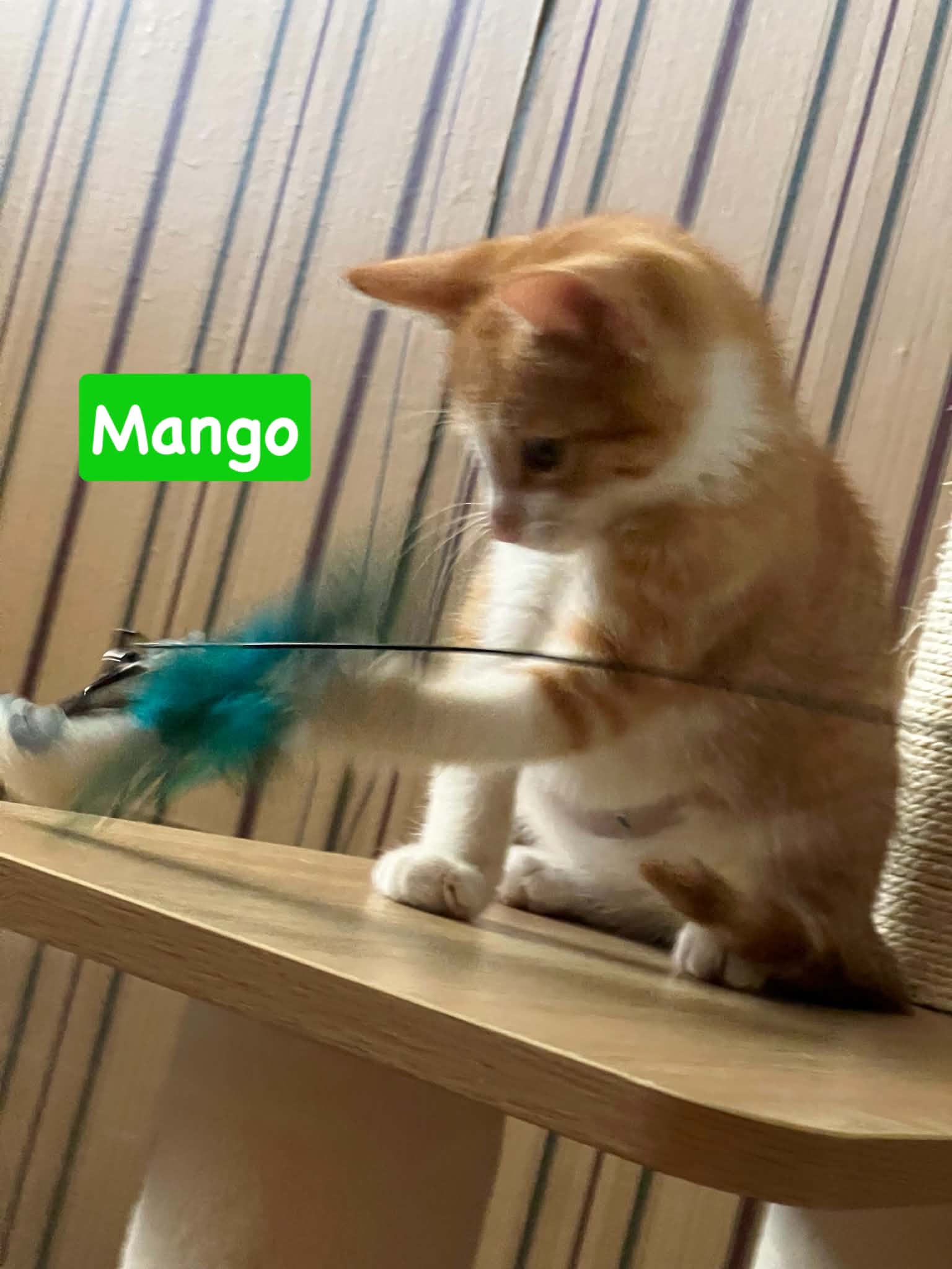 Mango - Domestic Short Hair