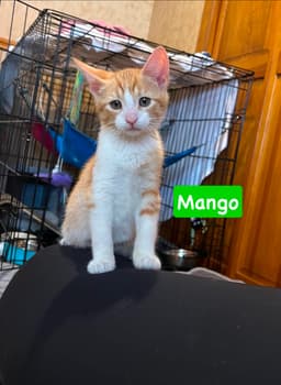 Mango image 2