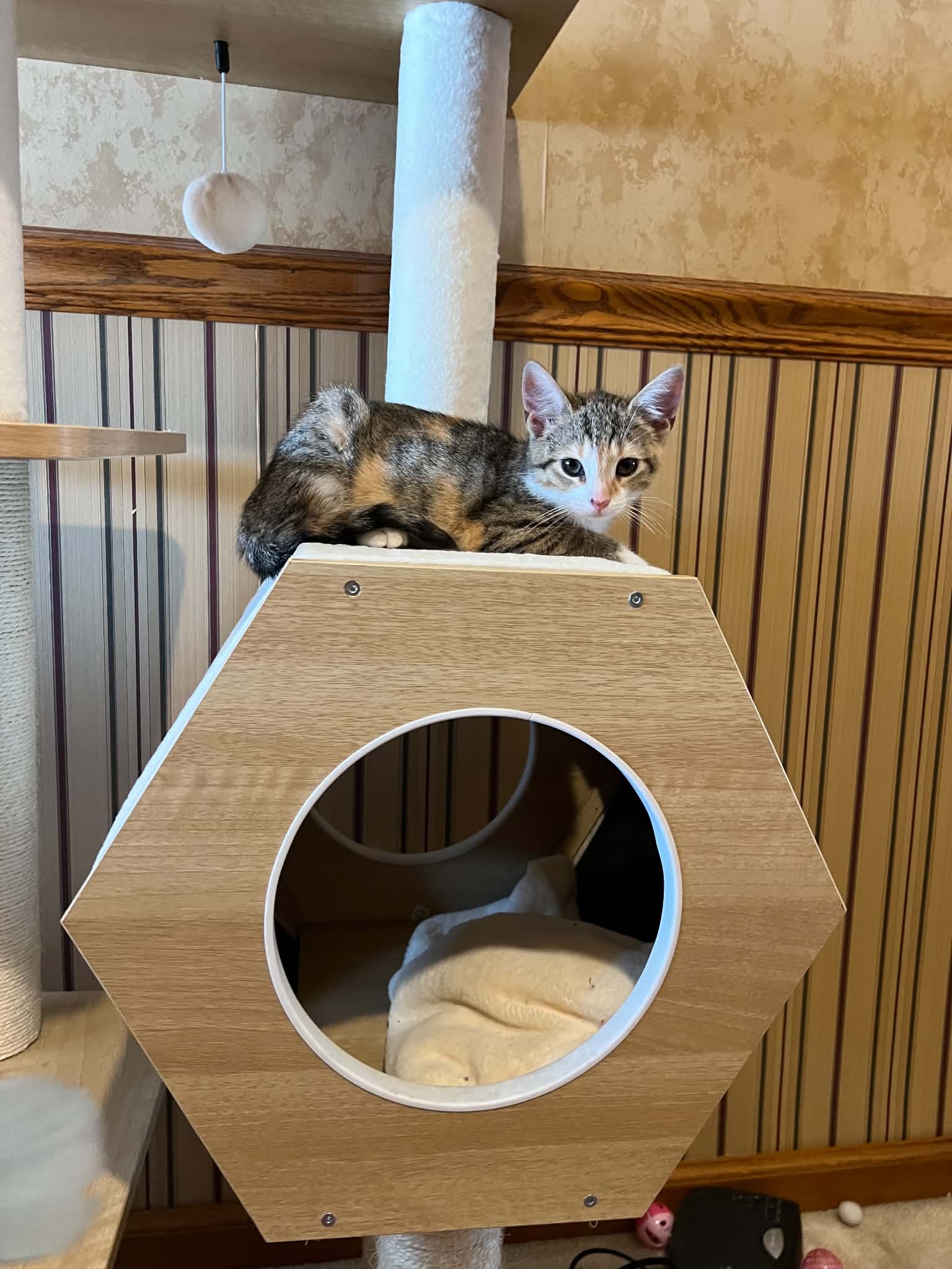 Bambi - Domestic Short Hair
