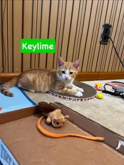 Keylime image 1