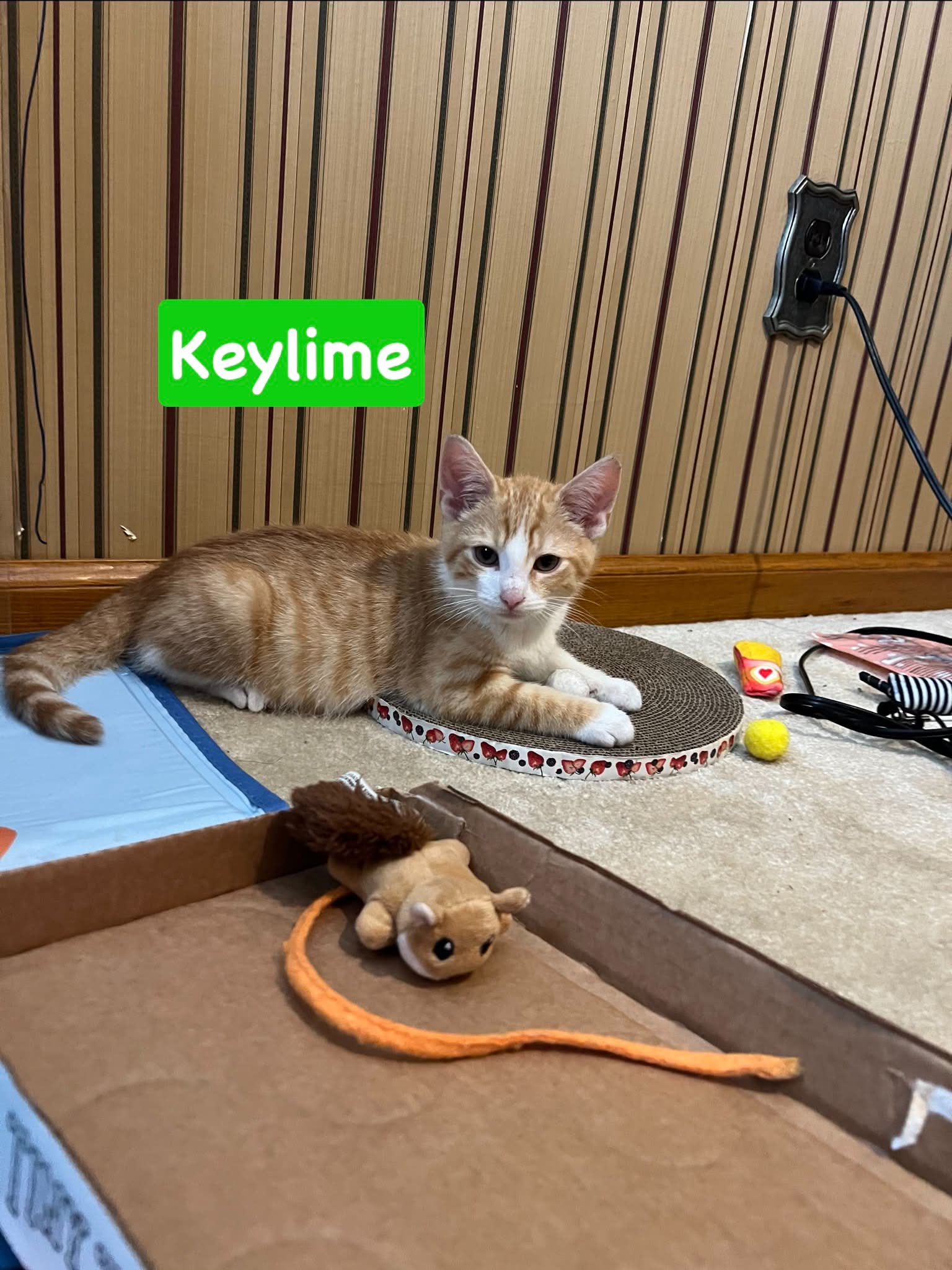 Keylime - Domestic Short Hair