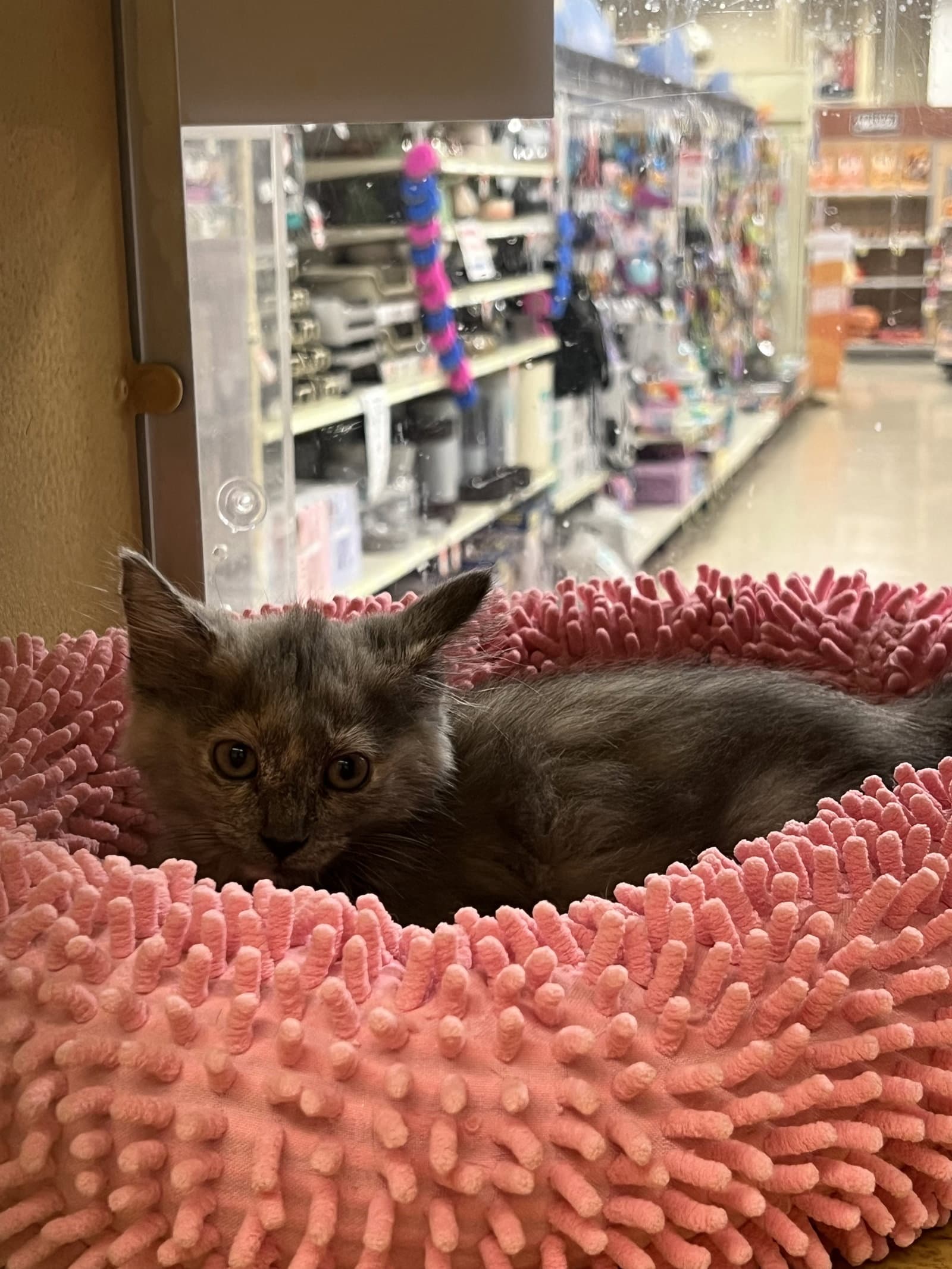 Patrice - Domestic Medium Hair