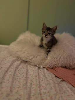 Matilda image 1