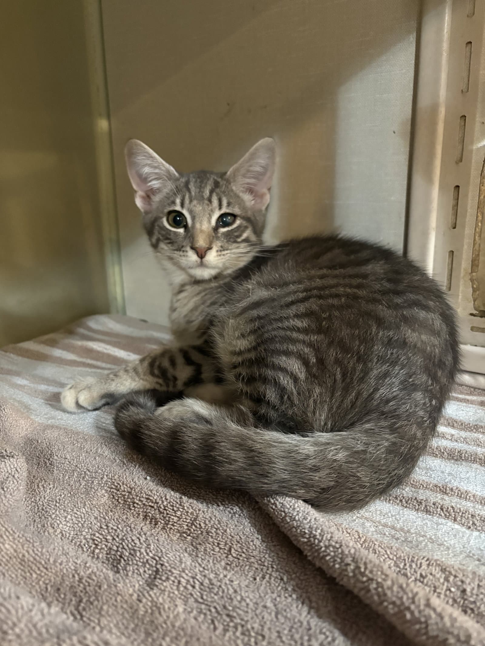 Claude - Domestic Short Hair