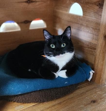 Cat  Jiffy Lube - Domestic Short Hair